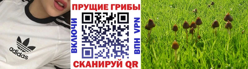 Галлюциногенные грибы Psilocybe Брянск